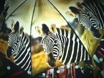 Close-up of zebra crossing