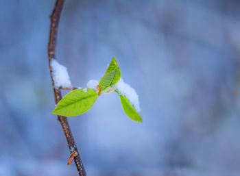 A beautiful, fresh bird cherry leaves under the snow in spring.