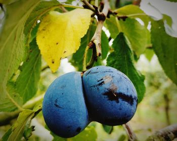 Close-up of fruit growing on tree