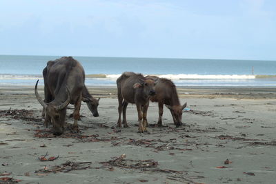 Horses on beach