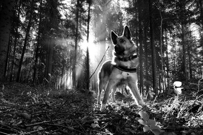 Low angle view of dog in tree area