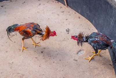 Two roosters during a cockfight at an event