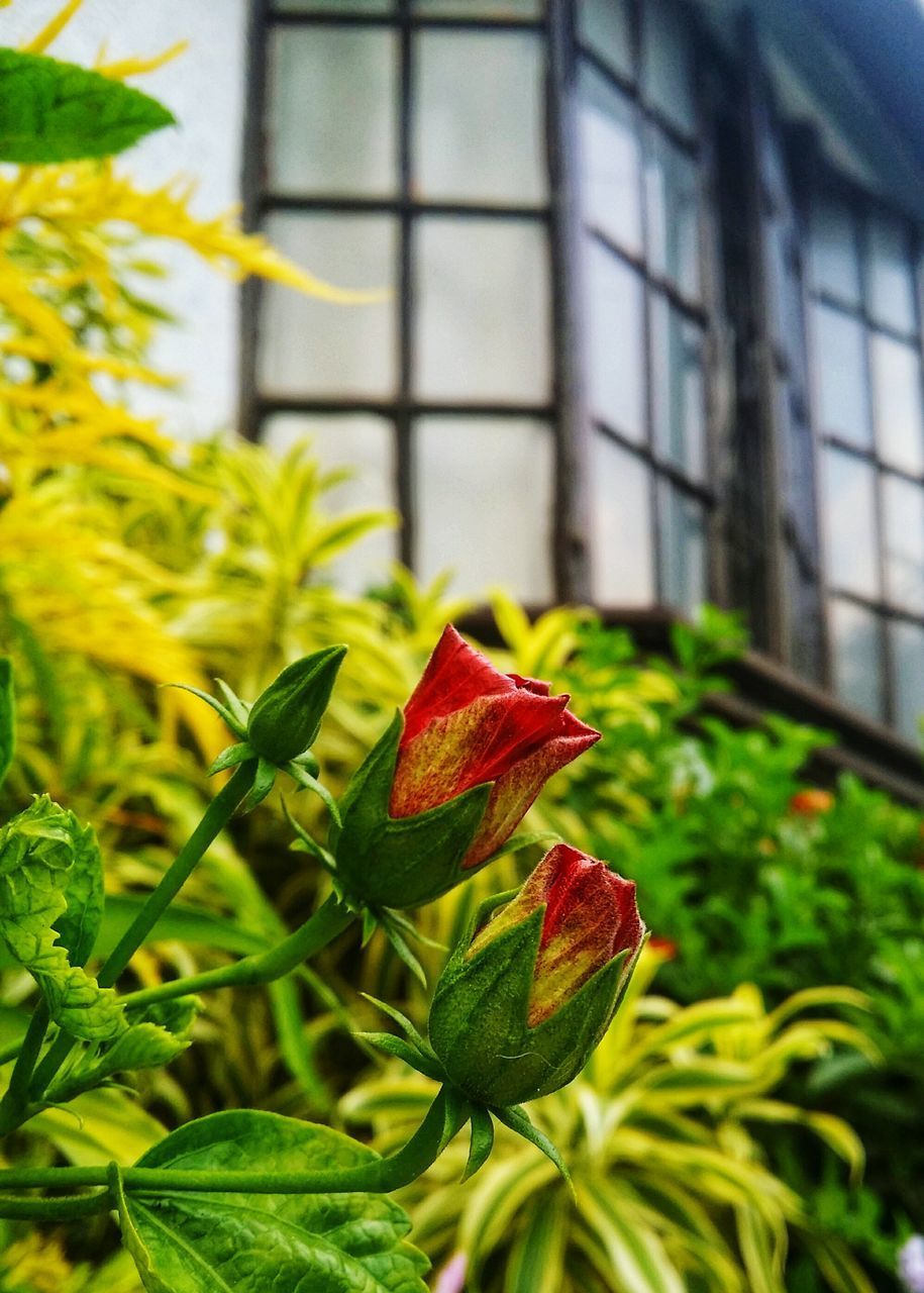 CLOSE-UP OF RED PLANT