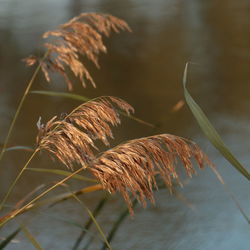 Close-up of dry plant