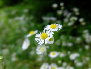 Close-up of daisy flowers