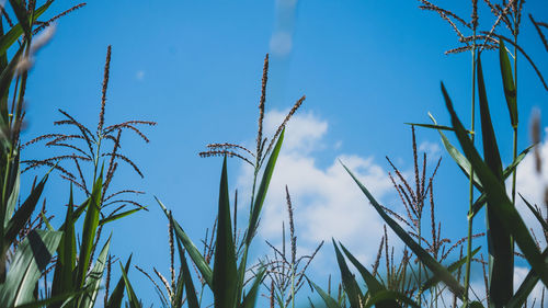 Low angle view of grass against blue sky