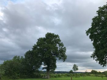 Trees on field against sky