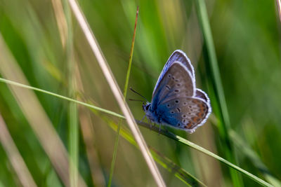 Close-up of butterfly on grass