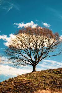 Low angle view of bare tree on field against sky