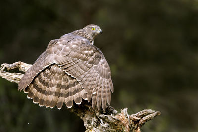 Close-up of owl perching on tree