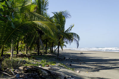 Palm trees on beach against sky