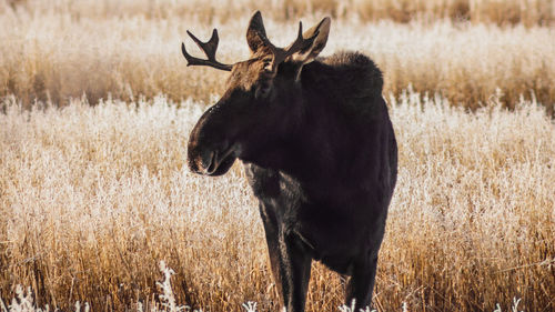 Moose standing in a field