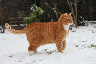 Cat looking away on snow covered land