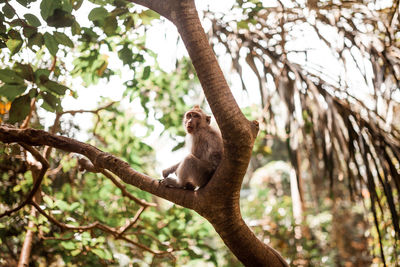 Young long tailed monkey sitting in a tree