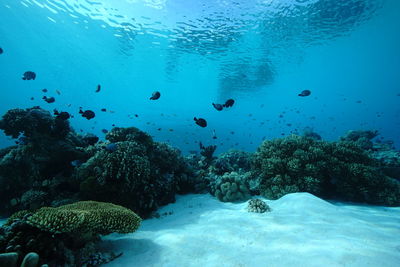 View of fish swimming underwater