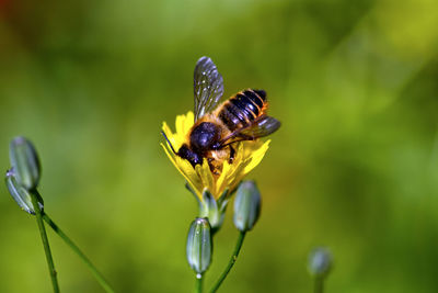 Close-up of insect pollinating on flower
