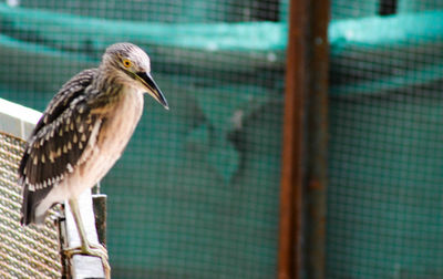 Close-up of bird