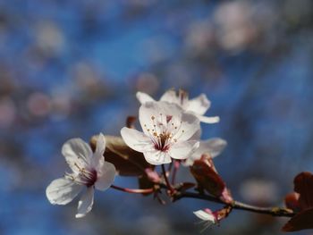 Close-up of purple-leaf plum blossoms