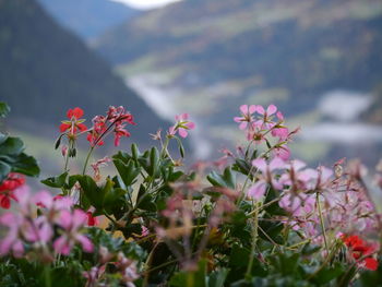 Close-up of flowers blooming against sky