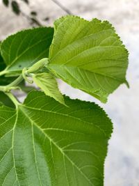 Close-up of green leaves