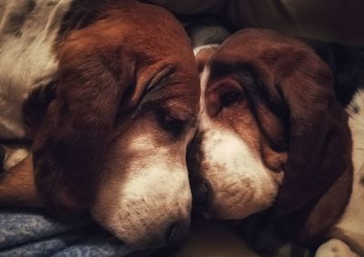 Close-up of dog relaxing