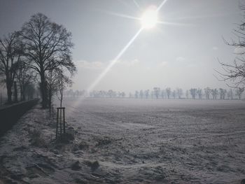 Sun shining through trees on field