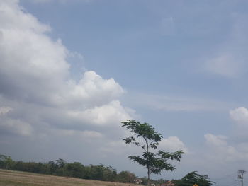 Low angle view of trees against sky