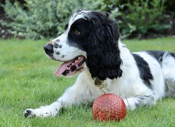 English springer spaniel resting with his ball. 