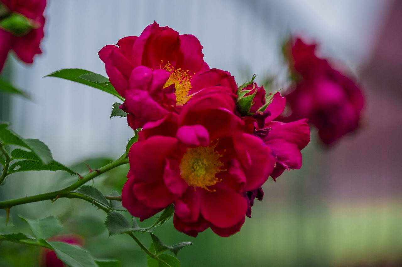 CLOSE-UP OF RED FLOWER