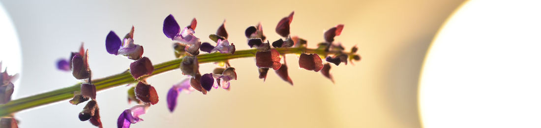 Close-up of purple flowering plant