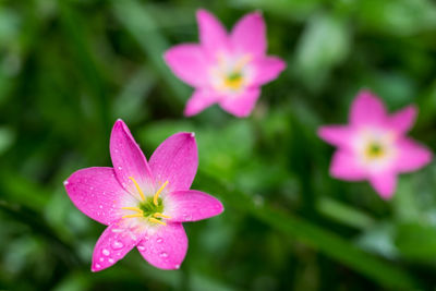 Close-up of pink flowering plant