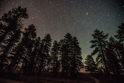 Low angle view of silhouette pine trees against star field in sky at night
