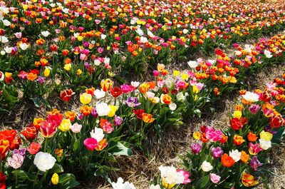 View of flowering plants