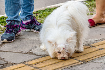 Low section of people with dog