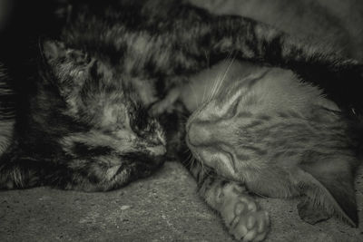 Close-up of cat sleeping