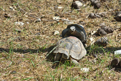 High angle view of tortoises on land