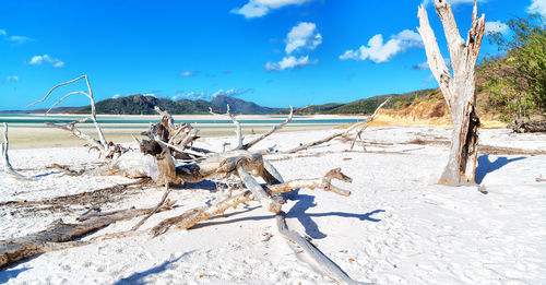View of driftwood on landscape against blue sky