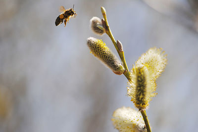 Close-up of bee hovering by pussy willow