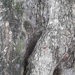 Full frame shot of tree trunk