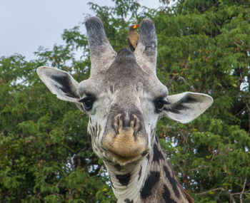 Close-up portrait of giraffe against trees
