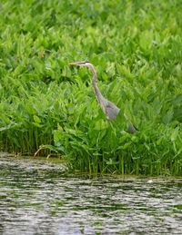 Bird flying over lake