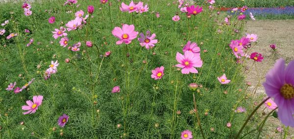 High angle view of pink flowering plants on field