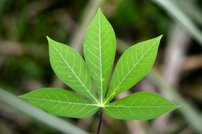 Close-up of green leaves