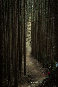 Straight trees and steep climbs await.
 a strange place where i felt as if i was trapped.