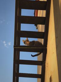 Low angle view of cat sitting on wood against sky