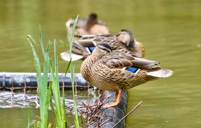 Mallard duck on lake