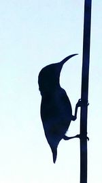 Low angle view of silhouette against clear sky