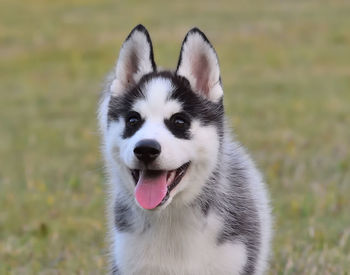 Close-up portrait of a dog on field