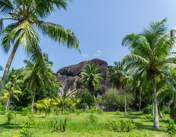 Palm trees on field against sky