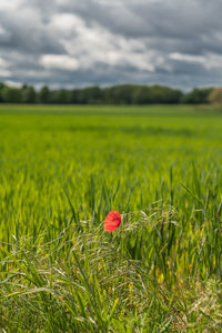 Scenic view of poppy field against cloudy sky